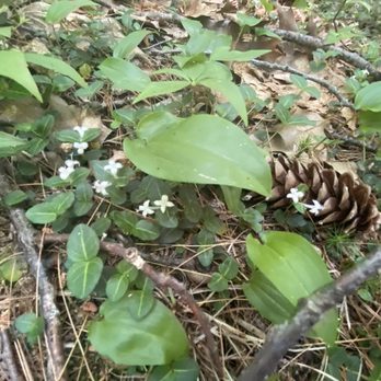 wildcat forest - cute flowers & pinecone - Hiking Near Me