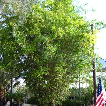 Richards Garden Center - B. oldhamii - Nurseries & Gardening Near Me - Phoenix, Arizona Richards Garden Center - B. oldhamii - Nurseries & Gardening Near Me - Phoenix, Arizona