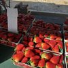 Carmel Valley Farmer’s Market gift card