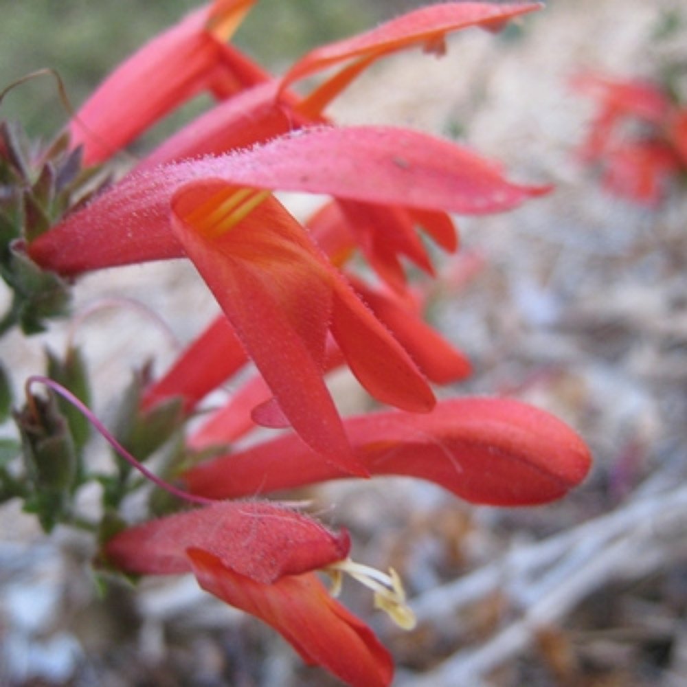 Long Beach Greenbelt - Heartleaf penstemon adds striking color - Parks Near Me - Long Beach, California Long Beach Greenbelt - Heartleaf penstemon adds striking color - Parks Near Me - Long Beach, California
