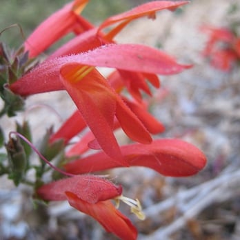 Long Beach Greenbelt - Heartleaf penstemon adds striking color - Parks Near Me - Long Beach, California Long Beach Greenbelt - Heartleaf penstemon adds striking color - Parks Near Me - Long Beach, California