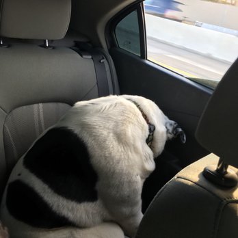 Barks NV Salon & Spa - Pet Groomers Near Me - Sparks, Nevada Barks NV Salon & Spa - Pet Groomers Near Me - Sparks, Nevada