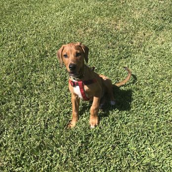 Norman Swanner Dog Park - Little RJ loves the dog park today! - Dog Parks Near Me - Thibodaux, Louisiana
