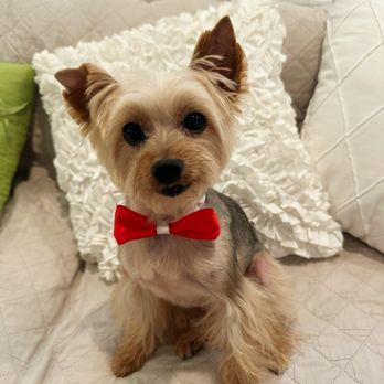 Mung Puppy Store - Home sweet home after the grooming. - Pet Groomers Near Me - Los Angeles, California