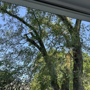 J & D Landscaping And Tree Expert - Not a small tree, and close to multiple houses. - Tree Services Near Me - Gaithersburg, Maryland J & D Landscaping And Tree Expert - Not a small tree, and close to multiple houses. - Tree Services Near Me - Gaithersburg, Maryland