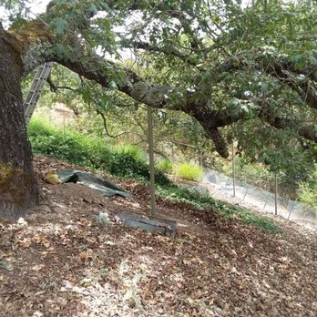Custom Tree Care - Support a branch rather than cut it off. - Tree Services Near Me Custom Tree Care - Support a branch rather than cut it off. - Tree Services Near Me