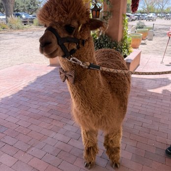 El Pinto - Fonzy the llama was there to greet you on Easter Sunday. - New Mexican Cuisine Near Me - Albuquerque, New Mexico