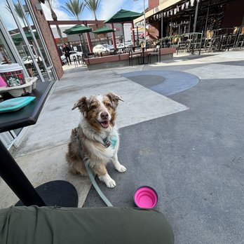 Starbucks - ** Dog friendly inside & outside **  ** on leash ** Betty Mae enjoying patio at Starbucks Empire Centre - Coffee & Tea Near Me - Burbank, California