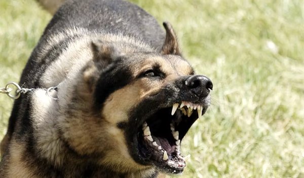 Dog Bites - We represent clients who have been injured due to an attack or bite by a dog or other animal. Depending on your location in the Atlanta area, your city may have leash laws that require dogs to be leashed. Our Georgia dog bite attorneys have extensive experience in these types of claims. Georgia is one of a handful of states with complicated dog bite laws that often favor the dog owner over the victim. Because of this it is imperative that if you are injured due to an attack or dog bite you receive experienced representation. We urge all dog bite victims to seek legal help at Jonathan R. Brockman, P.C. after a dog bite. Dog Bites - We represent clients who have been injured due to an attack or bite by a dog or other animal. Depending on your location in the Atlanta area, your city may have leash laws that require dogs to be leashed. Our Georgia dog bite attorneys have extensive experience in these types of claims. Georgia is one of a handful of states with complicated dog bite laws that often favor the dog owner over the victim. Because of this it is imperative that if you are injured due to an attack or dog bite you receive experienced representation. We urge all dog bite victims to seek legal help at Jonathan R. Brockman, P.C. after a dog bite.