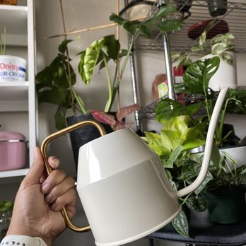 Plant Terra - New watering can! - Nurseries & Gardening Near Me - Hayward, California Plant Terra - New watering can! - Nurseries & Gardening Near Me - Hayward, California