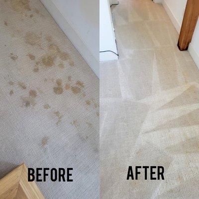 Steam cleaning and Stain Removal - carpet steam cleaning and stain remover Steam cleaning and Stain Removal - carpet steam cleaning and stain remover