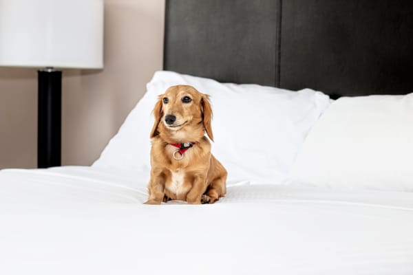 Stoney Nakoda Resort & Casino by null