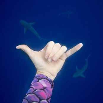 One Ocean Diving - Spread the aloha for sharks! - Free Diving Near Me - Haleiwa, Hawaii