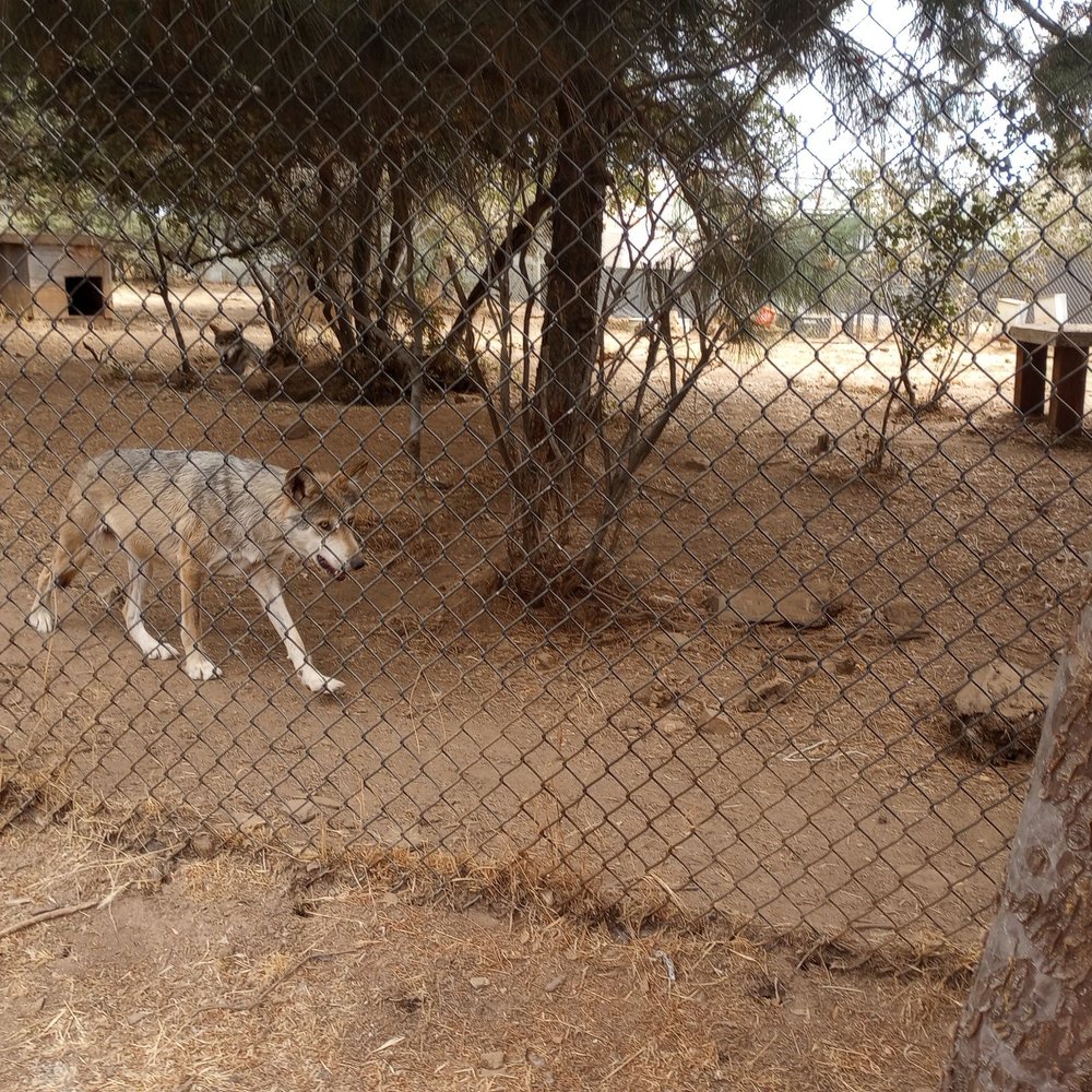 California Wolf Center - Zoos Near Me - Julian, California California Wolf Center - Zoos Near Me - Julian, California