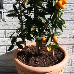 Bernd Fischer - Eine Kumquat ... selbst gezogen ... 9 Jahre alt ... :)