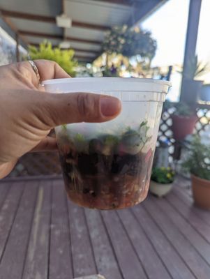 Rinconcito Salvadoreño by null
