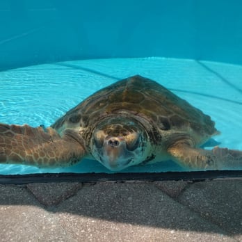 Loggerhead Marinelife Center - Community Service/Non-Profit Near Me - Juno Beach, Florida Loggerhead Marinelife Center - Community Service/Non-Profit Near Me - Juno Beach, Florida