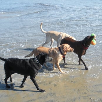 Coronado Dog Beach - Labs in Dog Beach action! - Beaches Near Me - Coronado, California Coronado Dog Beach - Labs in Dog Beach action! - Beaches Near Me - Coronado, California