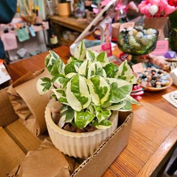 Eden House Botanicals - My new plant baby! - Nurseries & Gardening Near Me - Austin, Texas