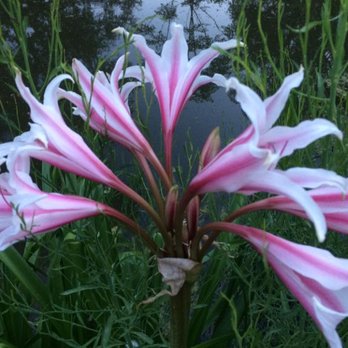Sunset Valley Landscape & Tree Service - Beautiful Flowers by the pond - Tree Services Near Me Sunset Valley Landscape & Tree Service - Beautiful Flowers by the pond - Tree Services Near Me