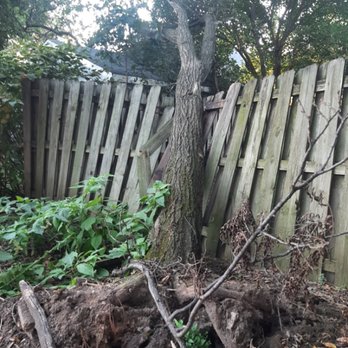 The Tree Surgeon - Emergency service! This ole guy decided to call it quits and lay down... - Tree Services Near Me