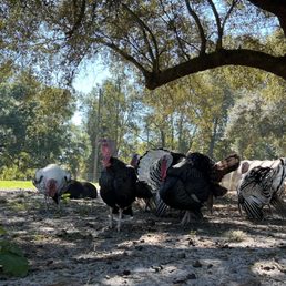 Turkey time Turkey time