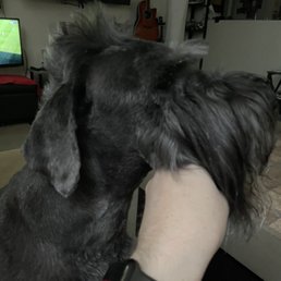 Look where the Mohawk starts!!! HORRIBLE Look where the Mohawk starts!!! HORRIBLE