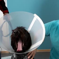 Tierärztliches Augenzentrum - Hund mit Halskragen, nach einer Augen-OP