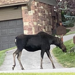 Moose walking passed our condo