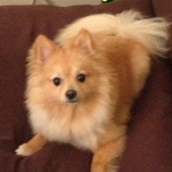Messy Mutt - This is Charlie and he loves going to Messy Mutt. - Pet Groomers Near Me Messy Mutt - This is Charlie and he loves going to Messy Mutt. - Pet Groomers Near Me