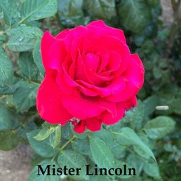 Mister Lincoln rose Mister Lincoln rose