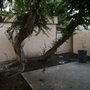 Photo of Freddy's Tree Service