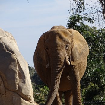 Elephant Odyssey - Zoos Near Me - San Diego, California