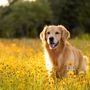 Broadlands Animal Hospital