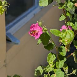 Terrible Love - Plants outside coffee shop