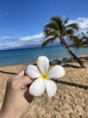 The Mauian Hotel by null