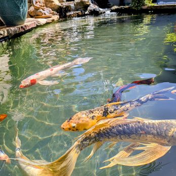 AquaLife Ponds - Koi loving their crystal clear water - Landscape Architects or Designers Near Me - Costa Mesa, California AquaLife Ponds - Koi loving their crystal clear water - Landscape Architects or Designers Near Me - Costa Mesa, California