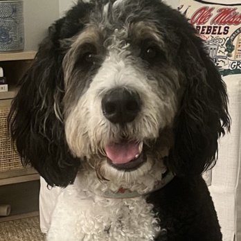 Doozydog! Club - The left side is so much longer than the right. - Pet Sitting Near Me - Washington, DC, District of Columbia Doozydog! Club - The left side is so much longer than the right. - Pet Sitting Near Me - Washington, DC, District of Columbia