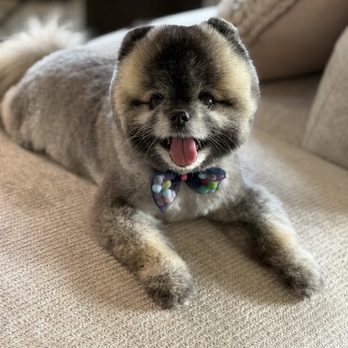 Canine Cuts & Artistry - Pet Groomers Near Me - Seattle, Washington