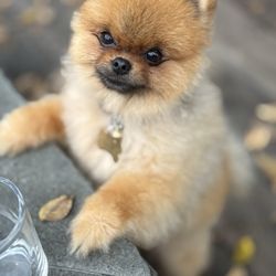 Blvd Dog Salon - Norman!