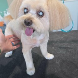 Tails Pet Resort - My dog after his grooming.