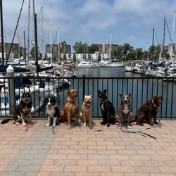 Dogs on a Stroll