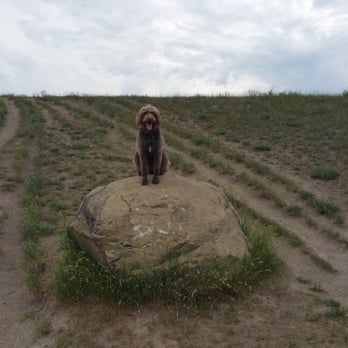 Inglewood Off Leash Area - Another smaller rock that she likes to be on top of - Dog Parks Near Me - Calgary, Alberta Inglewood Off Leash Area - Another smaller rock that she likes to be on top of - Dog Parks Near Me - Calgary, Alberta