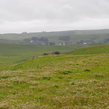 Stemple Creek Ranch - One of many pastures on this ranch.  The ranch extends well beyond the trees far in the background. - Specialty Food Near Me