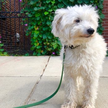 Boston Dog Butlers - Dog Walkers Near Me - Boston, Massachusetts