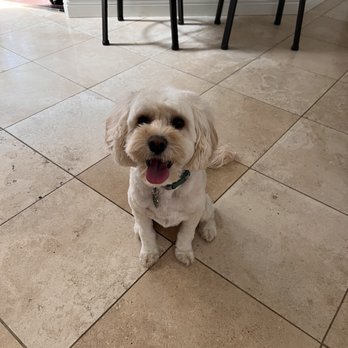 Classy Canine's Wiggle Rumps - Charlie's so happy with his new haircut! - Pet Groomers Near Me - Castrovalley, California