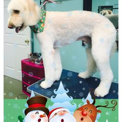 Le Paw Royale Pet Grooming