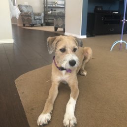 My terrier after grooming! She is a new dog! My terrier after grooming! She is a new dog!