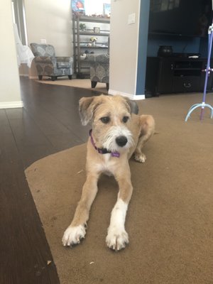 classy dogs mobile grooming