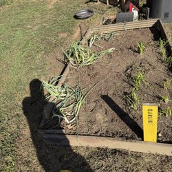 Davis Lawn Care - Cleans flower bed progress